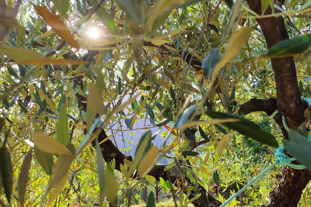 Olive trees in Tuscany